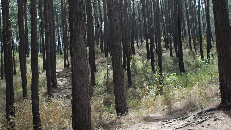 MVI_4545.MOV.00_00_11_23.Imagen fija001.png