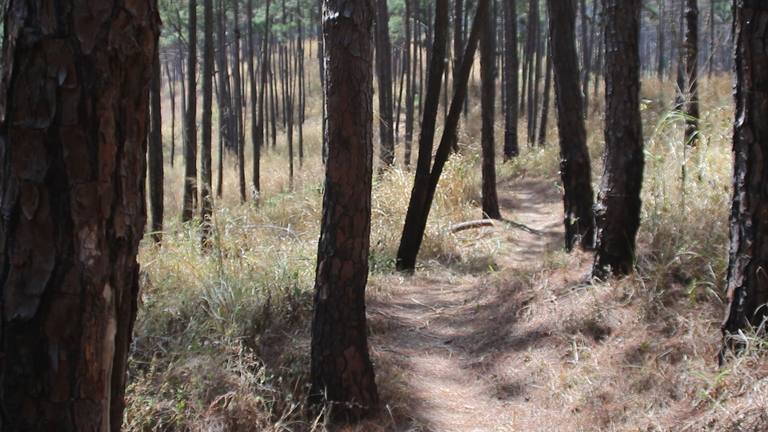 MVI_4487.MOV.00_00_09_19.Imagen fija001.png