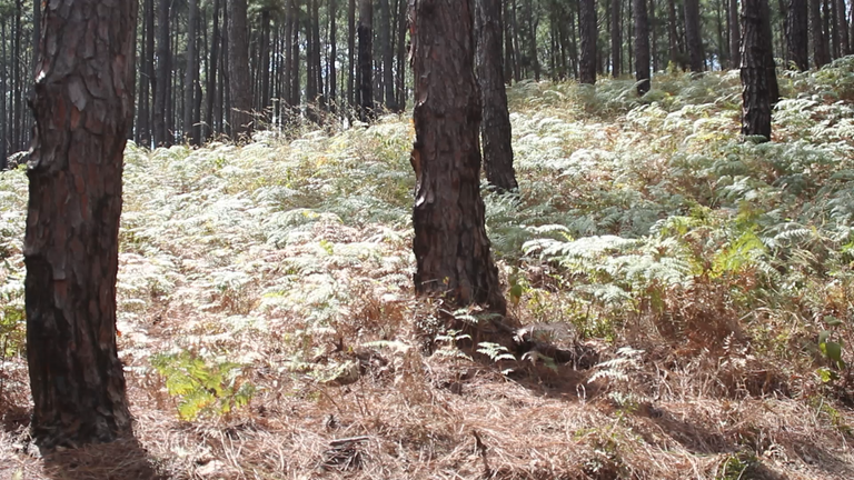 MVI_4529.MOV.00_00_12_12.Imagen fija001.png