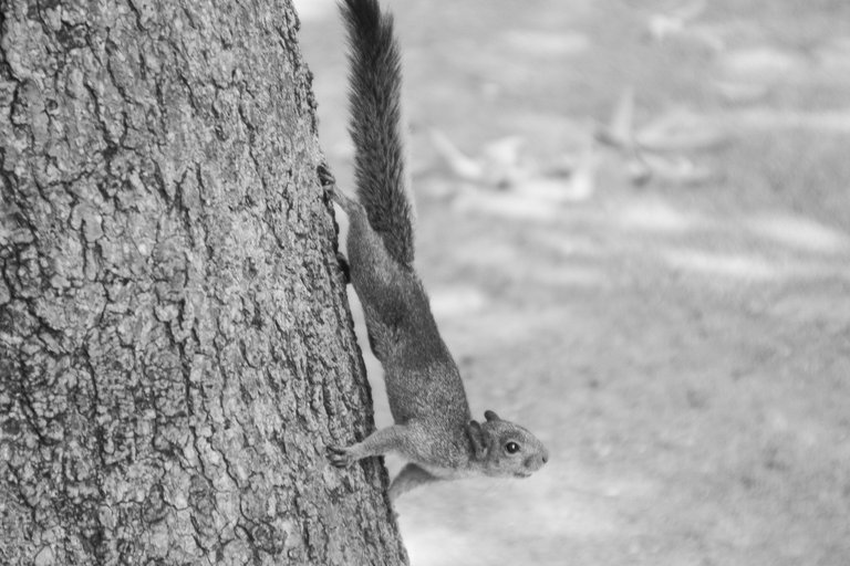 IMG_5231.jpg