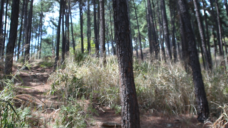 MVI_4443.MOV.00_00_04_03.Imagen fija001.png