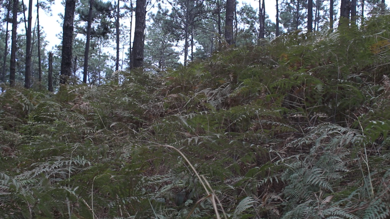 MVI_4558.MOV.00_00_03_20.Imagen fija001.png