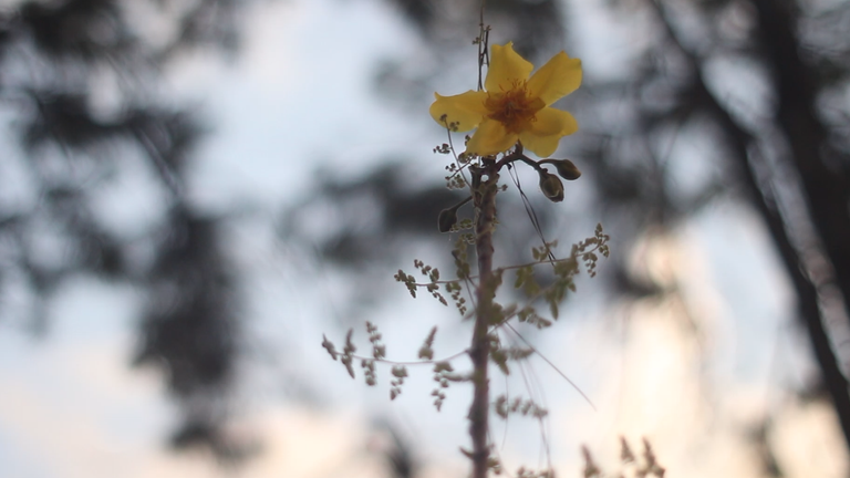 flor.png