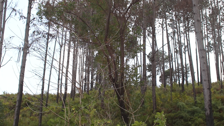 Montaje.00_05_02_18.Imagen fija009.png