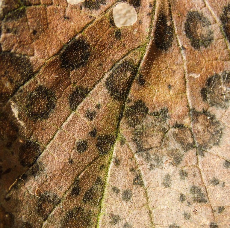 Macro 5.jpg