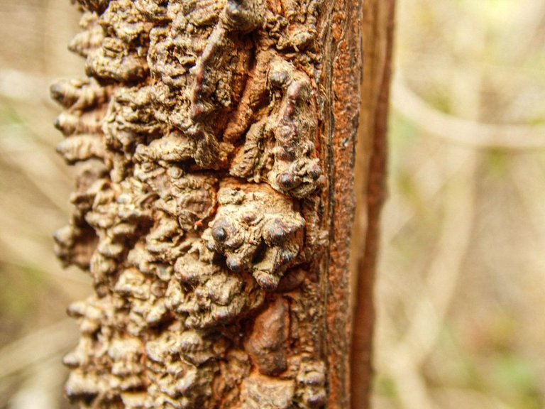 Macro 7.jpg