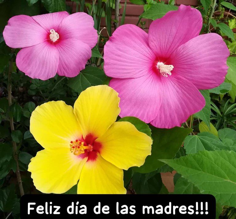 2 - Feliz dia de las madres.jpg