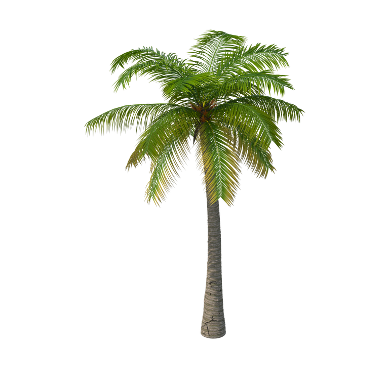 purepng.com-palm-treearecaceaepalmaepalmaceaepalmtropicaltropicsubtropicexoticenvironmentlandscapelandscapingnaturetreepalm-tree-1271525439377swikz.png