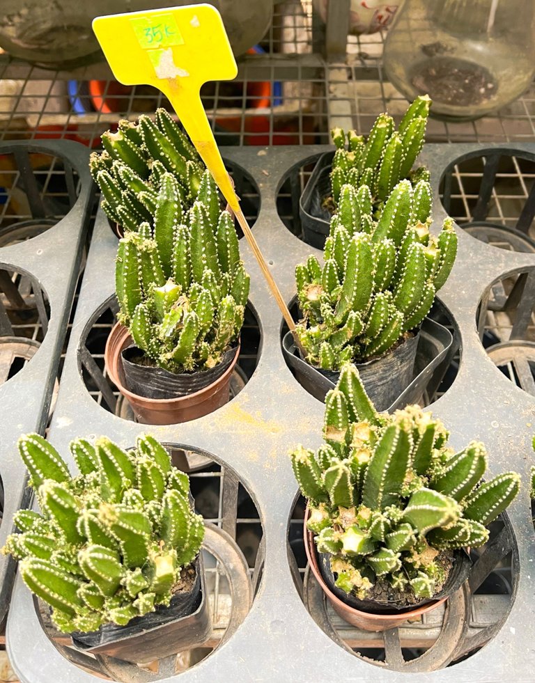 Cereus Peruvianus cactus