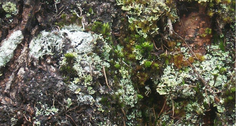 natur3.jpg