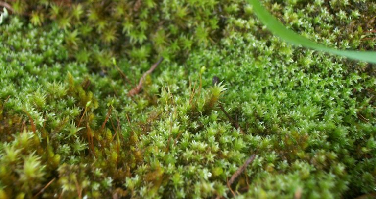 natur6.jpg