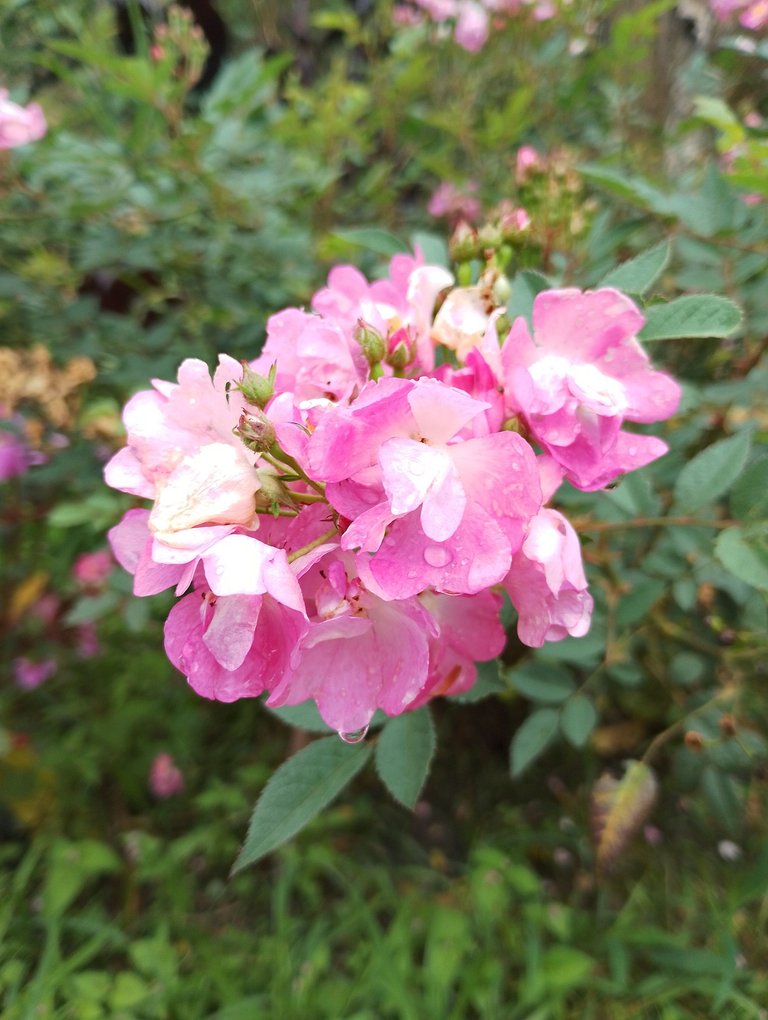IMG_20250704_162823.jpg