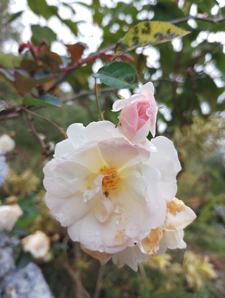 IMG_20250704_162833.jpg