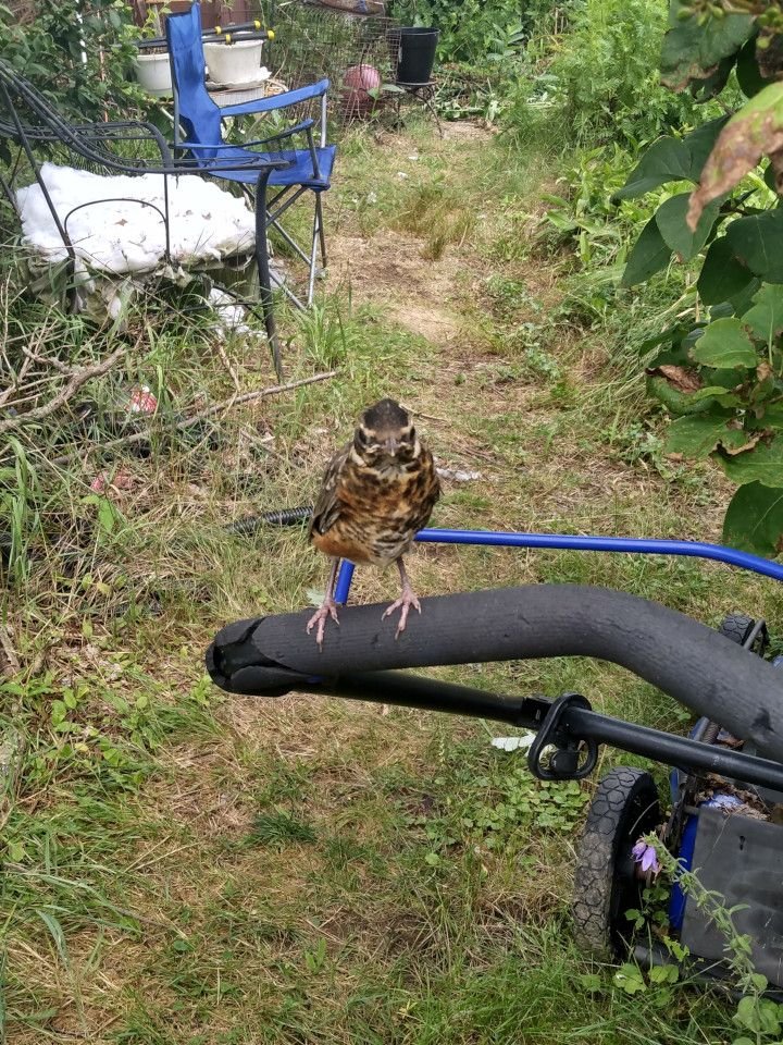 fledgling-robin-20250711_12.jpg