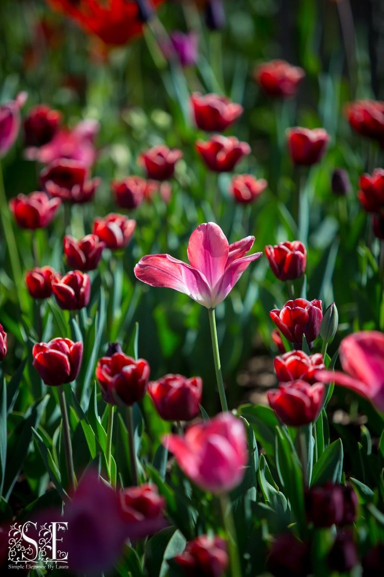 flowers, tulip festival 2021 (1).jpg