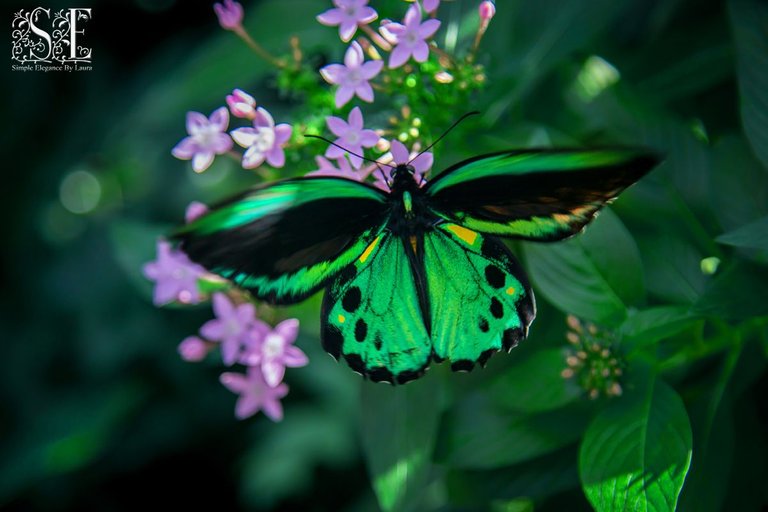 Butterfly Biosphere (5).jpg