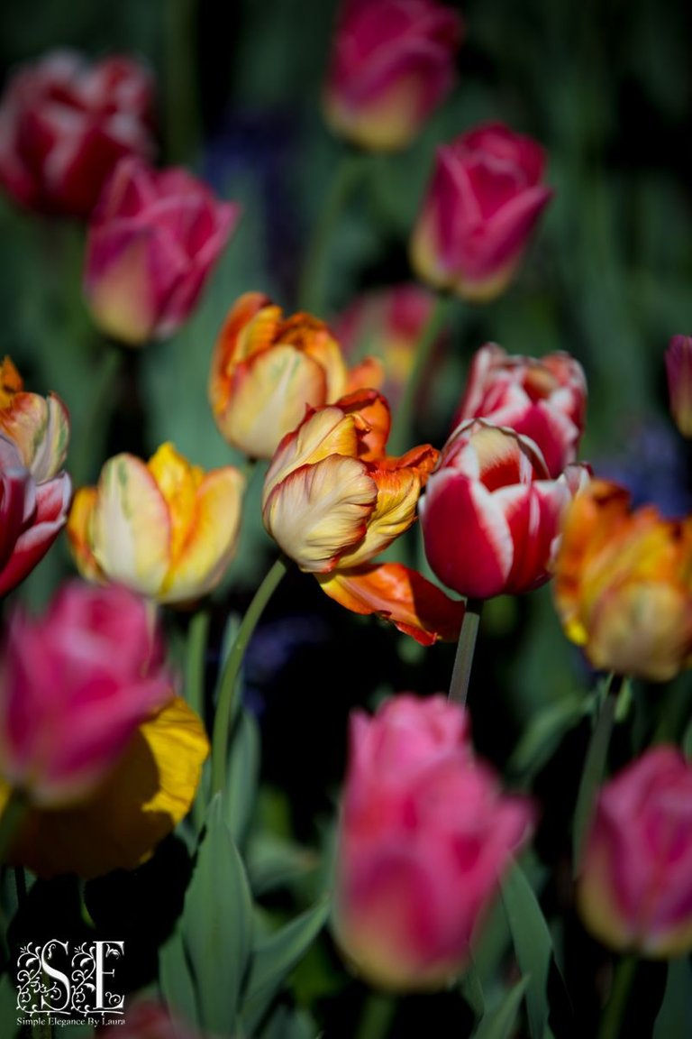 flowers, tulip festival 2021 (13).jpg