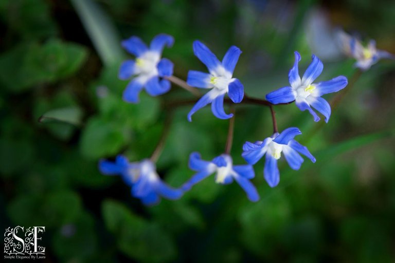 flowers, teensy blue.jpg