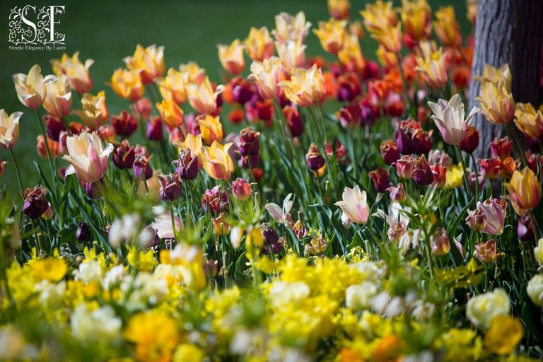 flowers, tulip festival 2021 (10).jpg