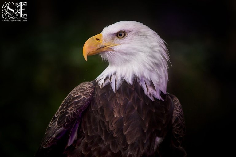 Bald Eagle (2).jpg