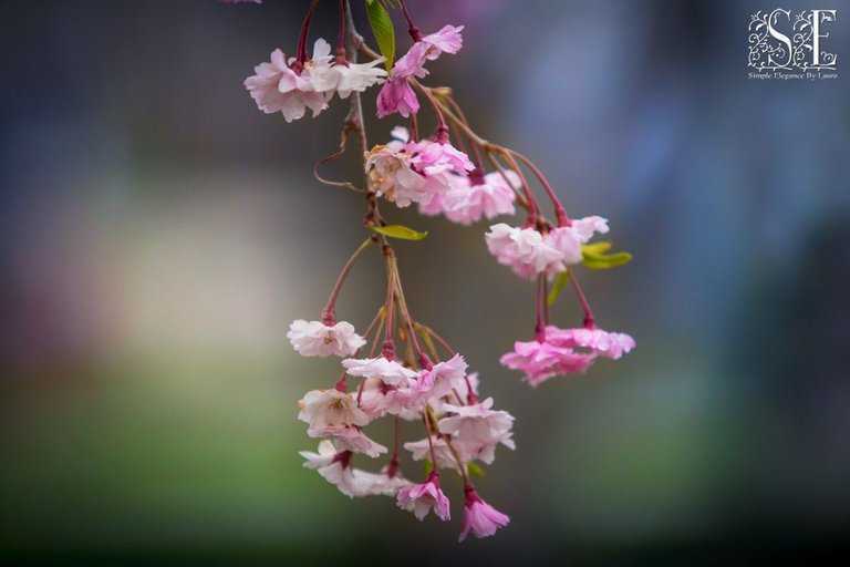 flowers at Mikey's neighbors (7).jpg