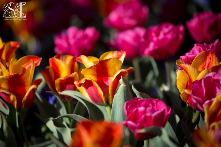 flowers, tulip festival 2021 (76).jpg