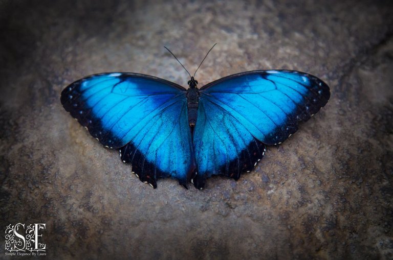 Butterfly House (9).jpg