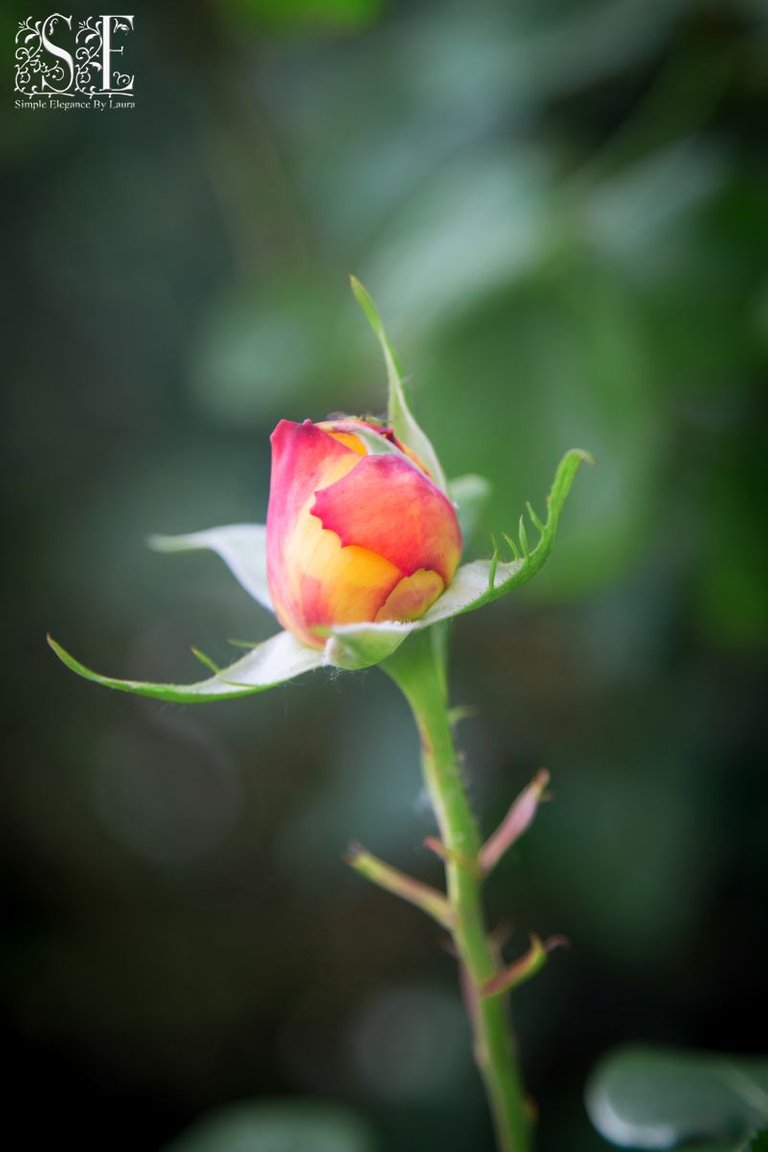 flowers, Laren's first roses of 2021 (4).jpg