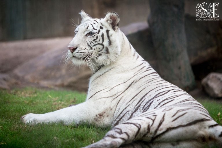White Tiger (6).jpg