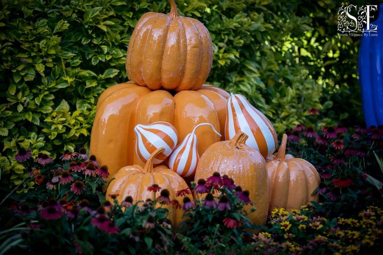 Piles of Pumpkins (6).jpg