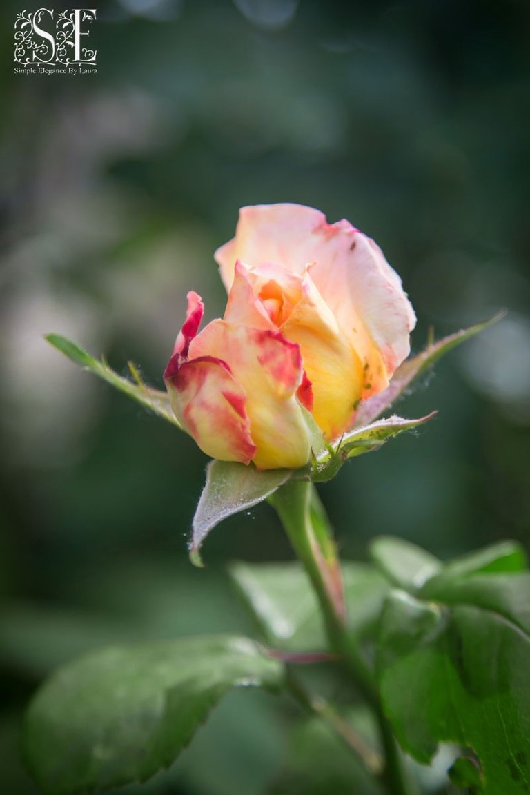 flowers, Laren's first roses of 2021 (6).jpg