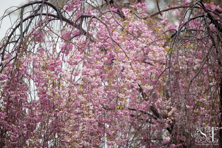 flowers at Mikey's neighbors (2).jpg