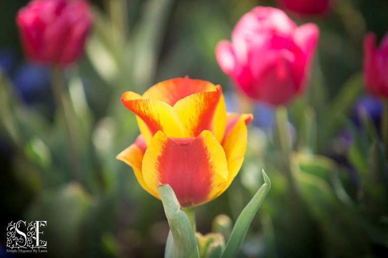 flowers, tulip festival 2021 (38).jpg