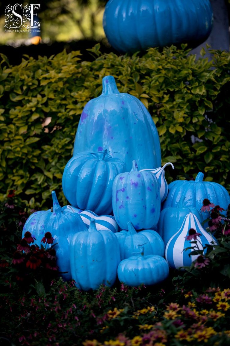 Piles of Pumpkins (5).jpg