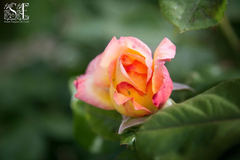 flowers, Laren's first roses of 2021 (2).jpg