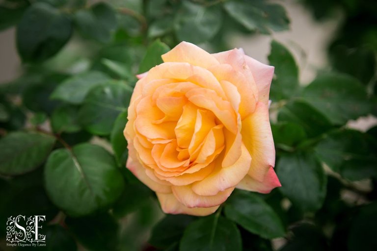 flowers, Laren's first roses of 2021 (1).jpg