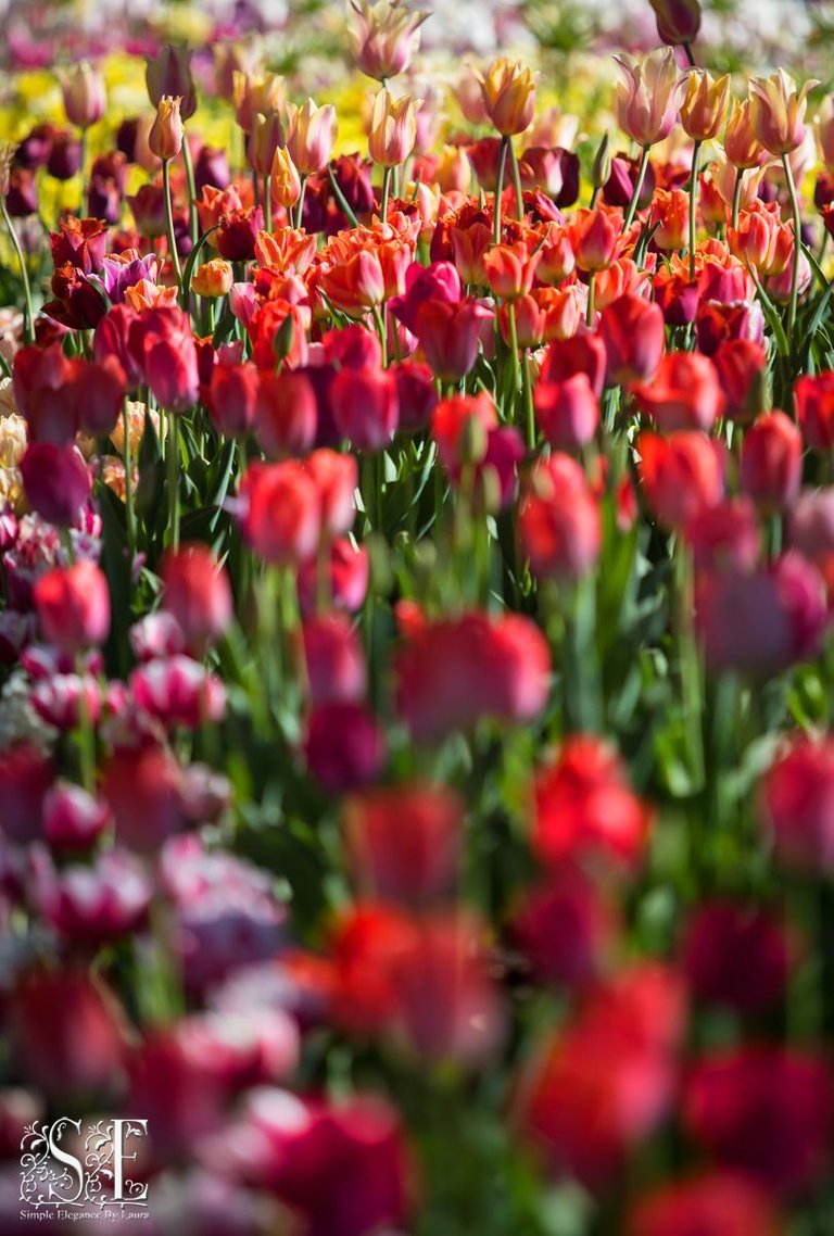flowers, tulip festival 2021 (2).jpg