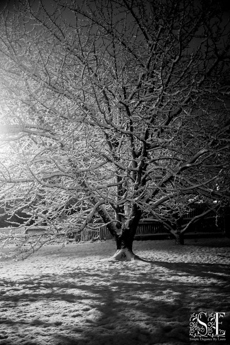 Winter Snow at Night 12.jpg
