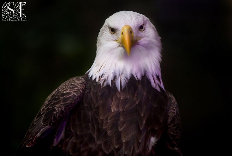 Bald Eagle (1).jpg