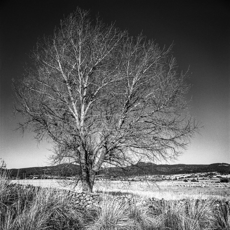 ilford fp4.jpg