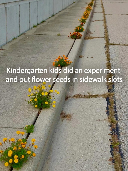 kindegarten kids did an experiment planting flowers in pavement slots 2021.png