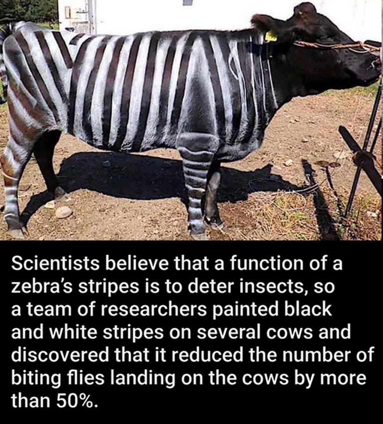 2021 black and white stripes deter biting insects.png