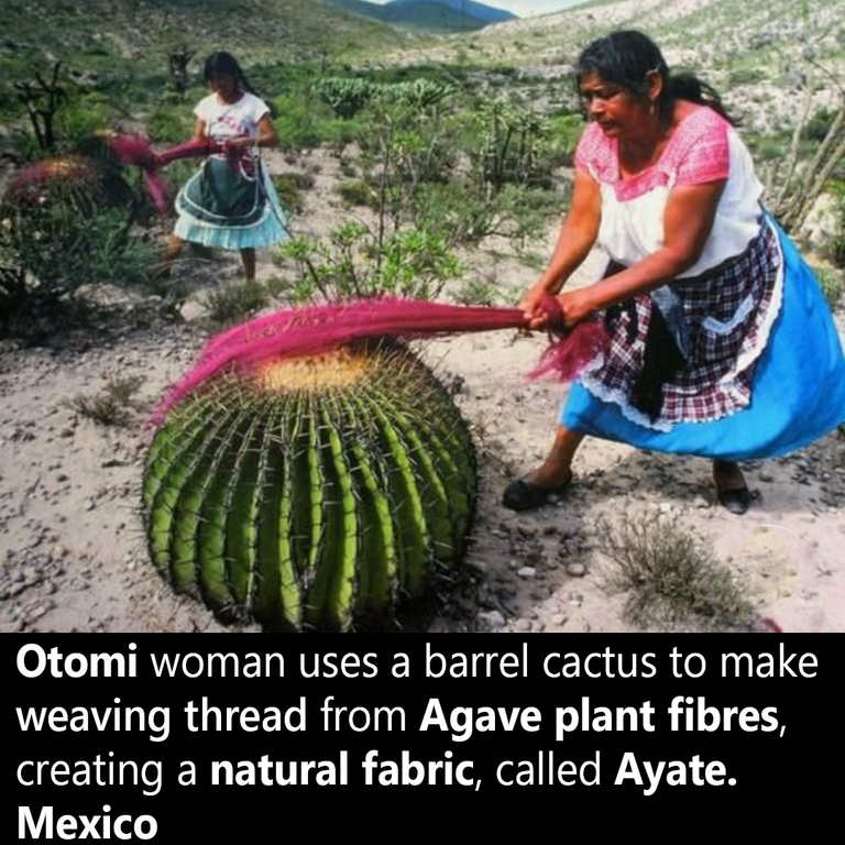 otomi women making natural fabrics from Agave plants using living barrel cactus in mexico  2021.png