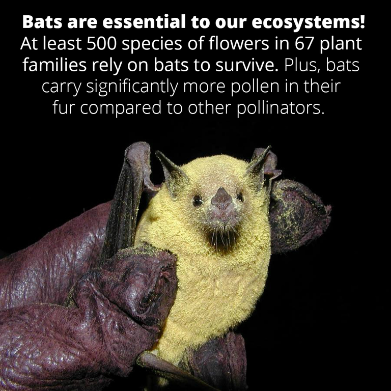 bats are essential to our ecosystems.png