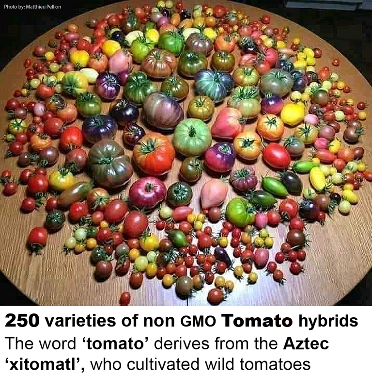 250 varieties of tomatoe hybrids 2021.png