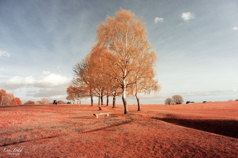 Heath Common Infrared-1368.jpg