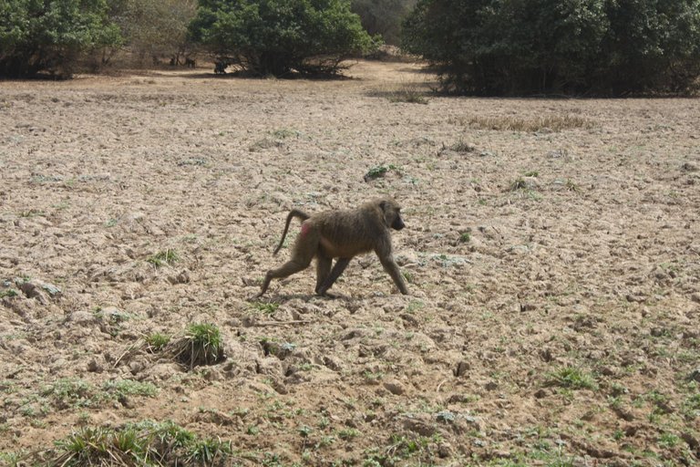 Ghana 2011 1795.JPG