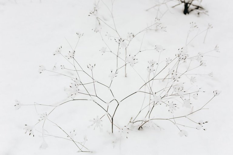 kaboompics_Snow on dry twigs.jpg