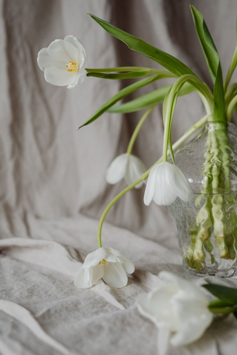 kaboompics_White tulips and linen fabric background.jpg