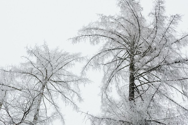 kaboompics_Winter in the forest - frosted trees.jpg